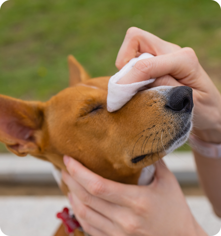 Pet Care Wipes